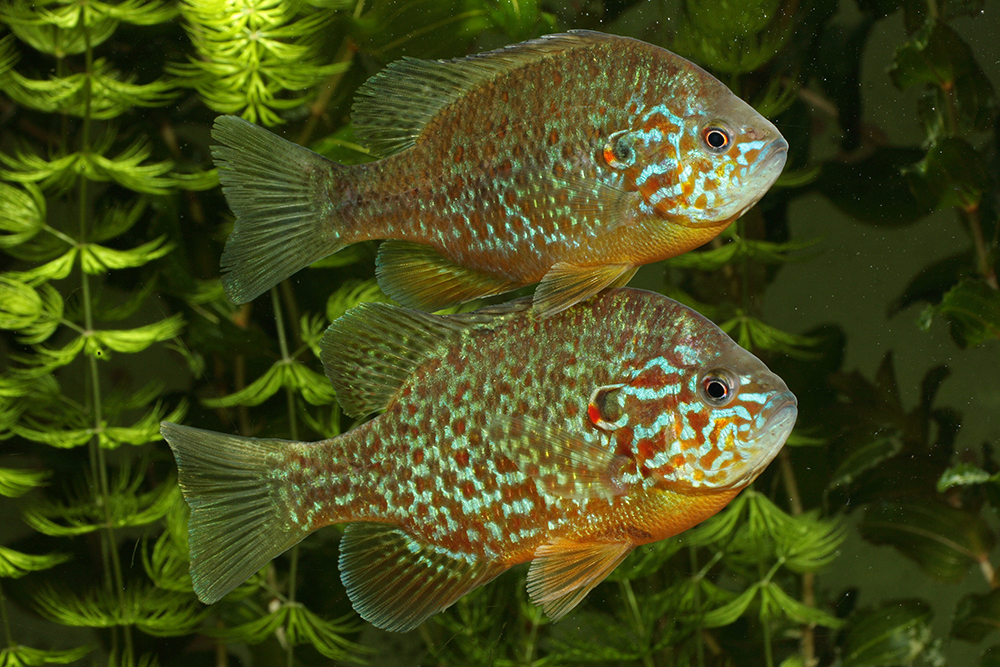Sonnenbarsch