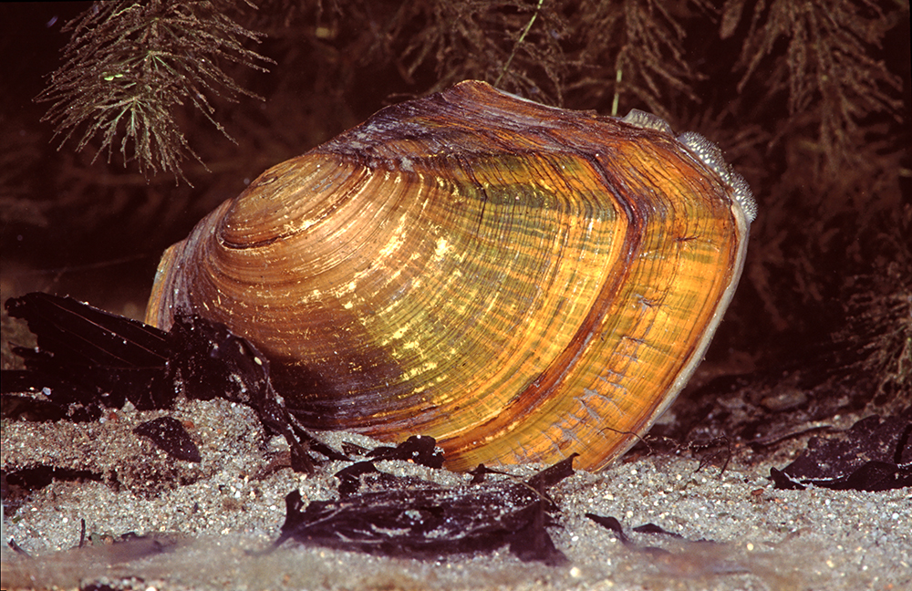 Chinesische Teichmuschel